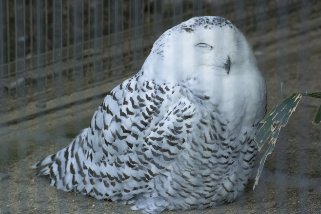 上の動物園～浅草～スカイツリー　弾丸ツアー　V3縛りｗ