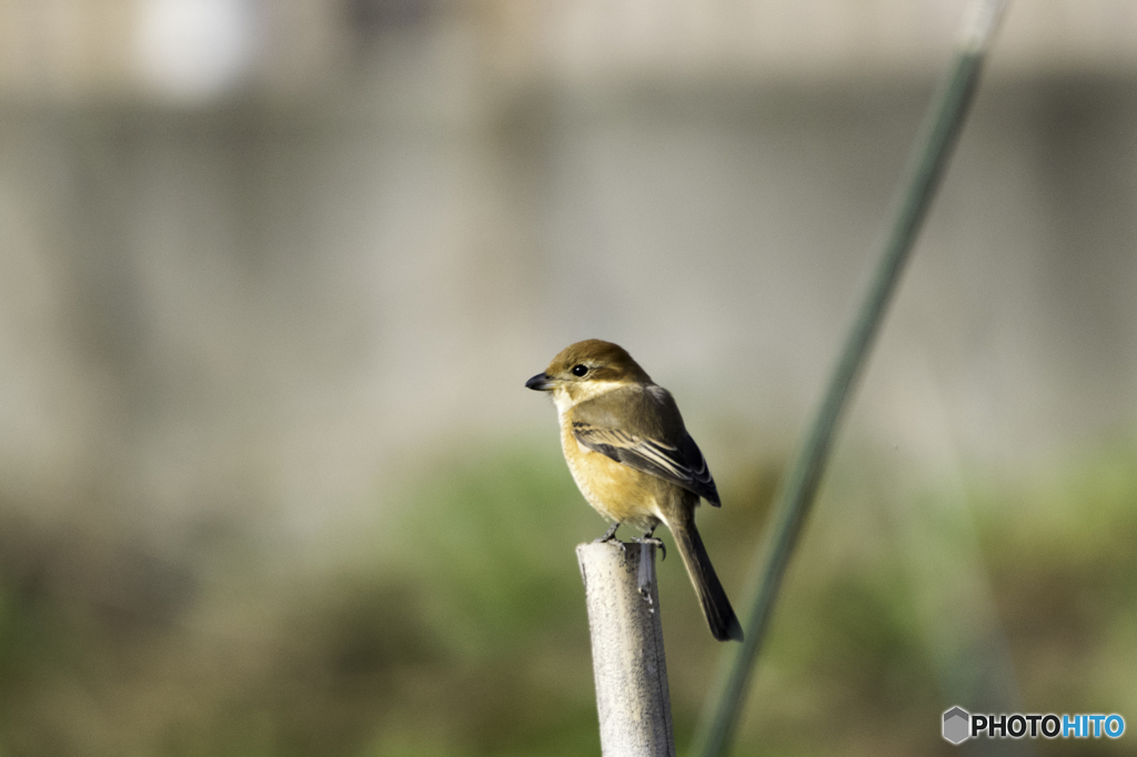 乱入者現る！！
