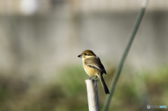 乱入者現る！！