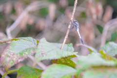 DSC_6769 (2)