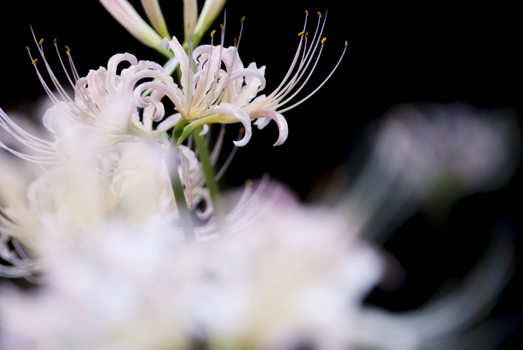 曼珠沙華