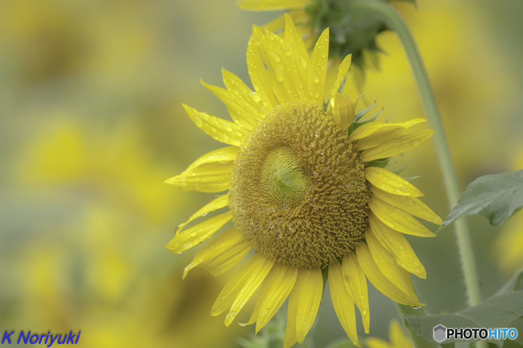 D40　お写ん歩