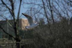 野鳥撮り納め