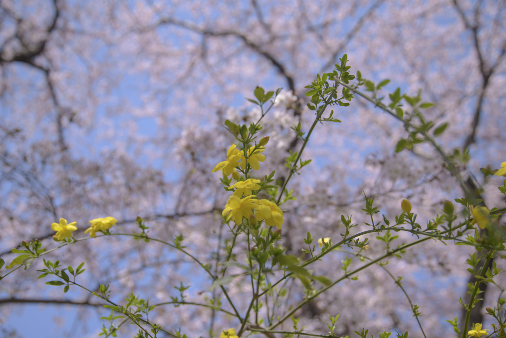 口座渋谷　千本桜祭り　お写ん歩