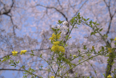 口座渋谷　千本桜祭り　お写ん歩