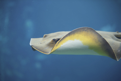 箱根園水族館