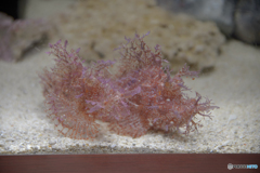 横浜中華街 おもしろ水族館