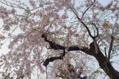 桜咲く