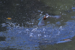 _DSC5695