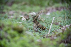 トラツグミ