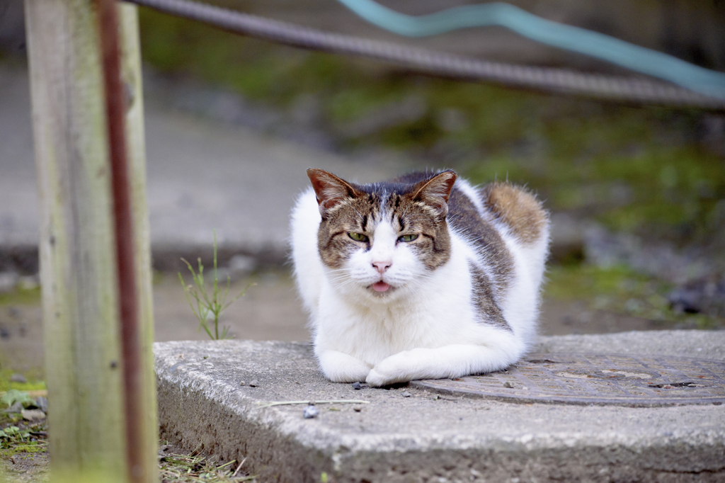 ノラ三昧。