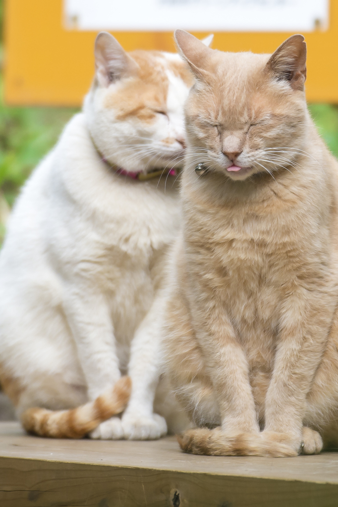 お写ん歩