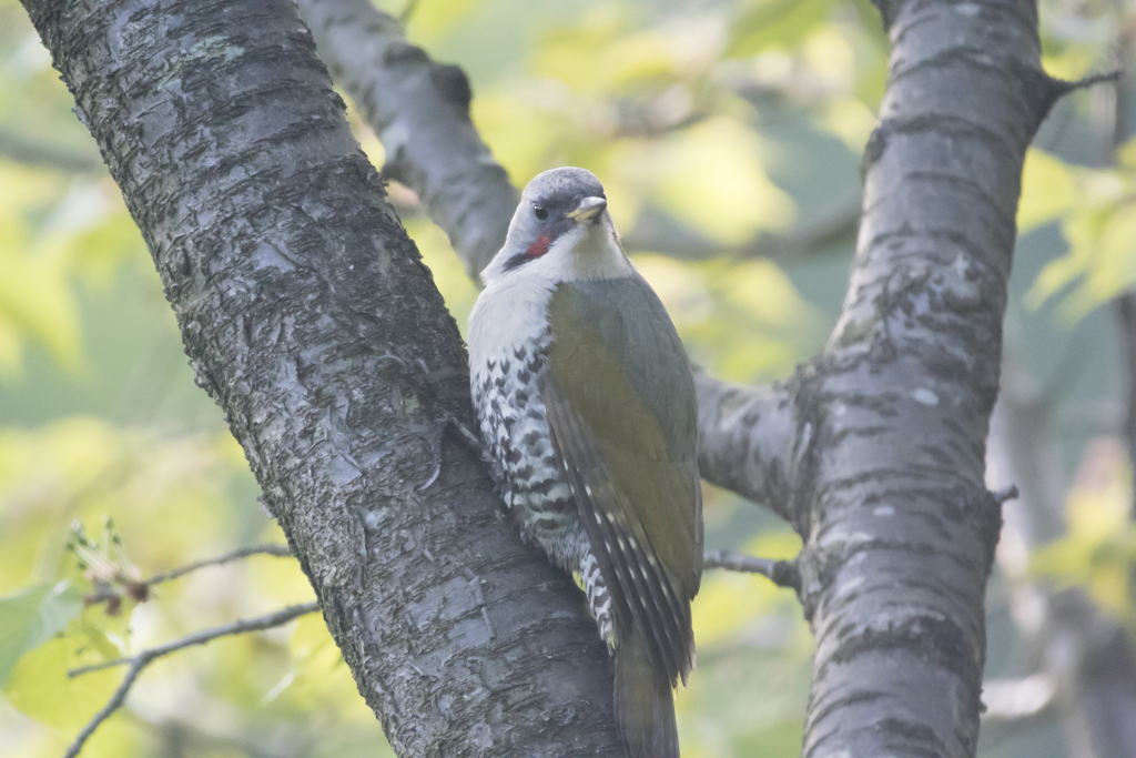 超変態装備、Nikon1V3＆sigma150-600