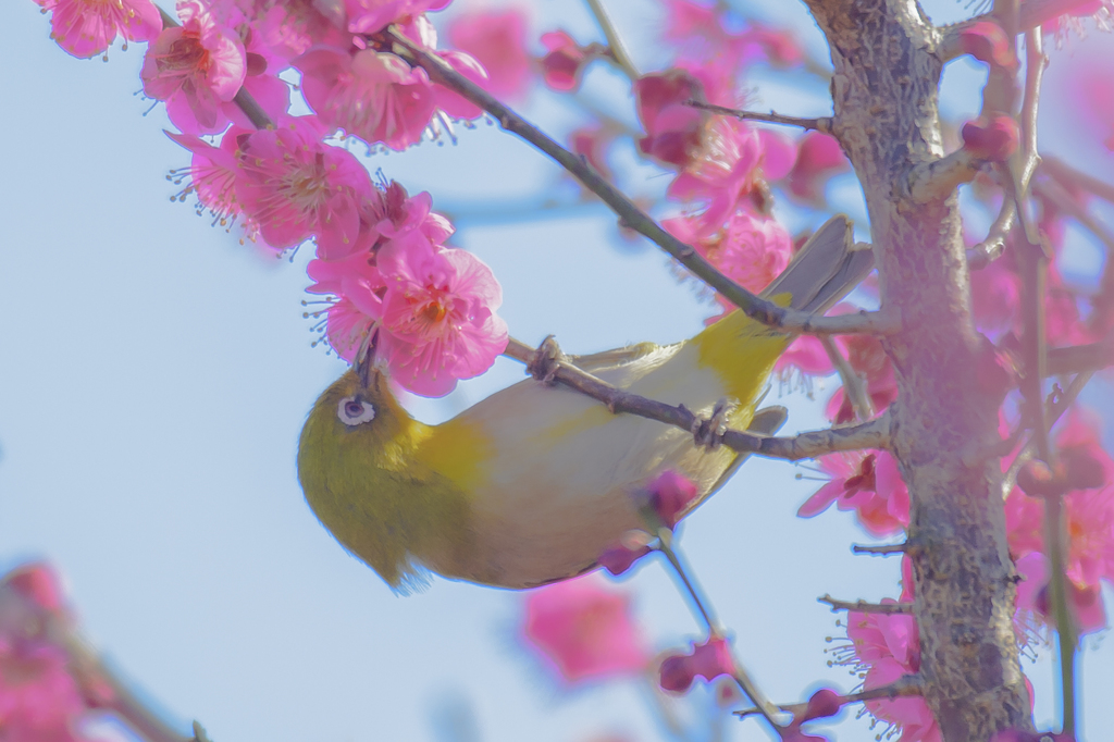 お写ん歩