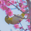 お写ん歩