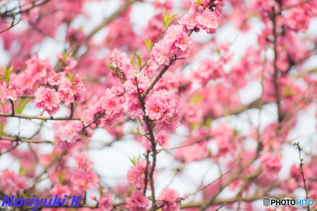 散りゆく間際に鮮烈に
