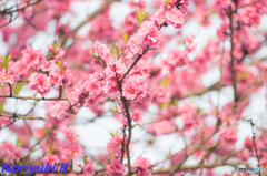 散りゆく間際に鮮烈に