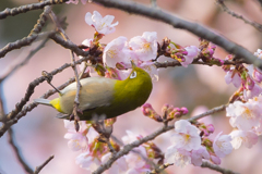 お写ん歩