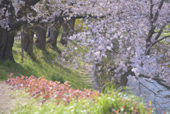口座渋谷　千本桜祭り　お写ん歩