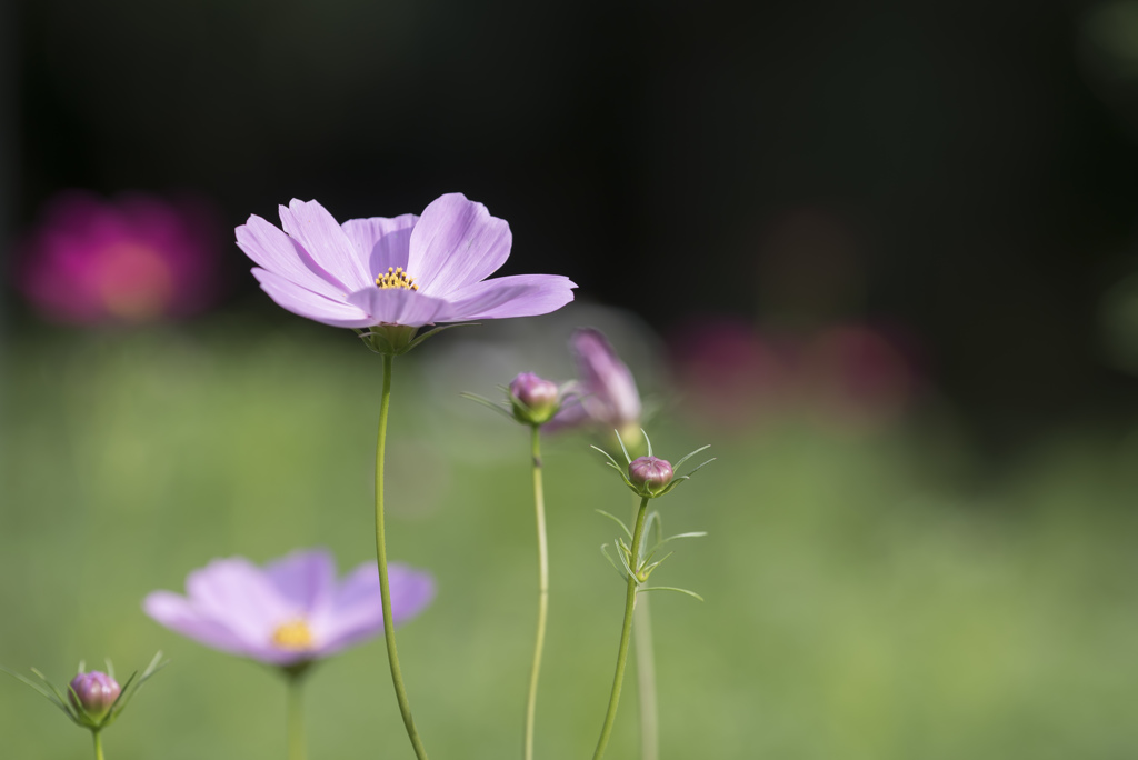 micro rens photo