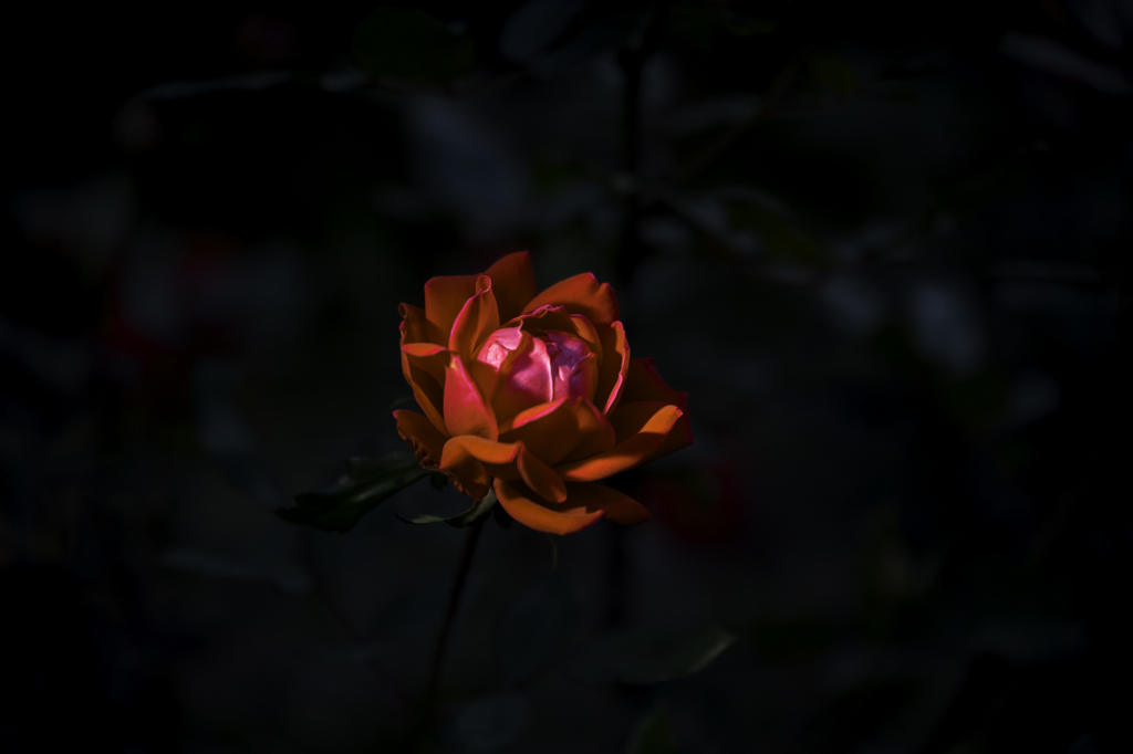 DSC_2960