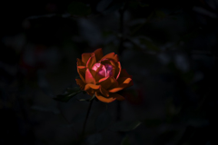 DSC_2960