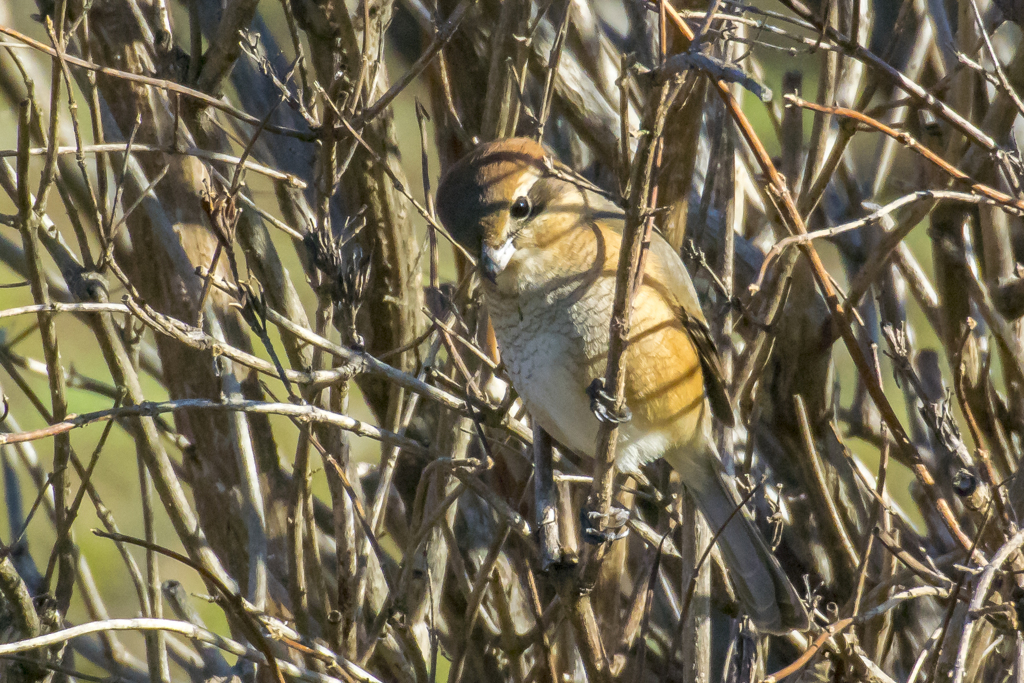 野鳥撮り納め