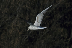 野鳥撮り納め