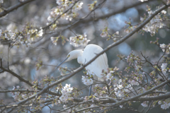 春をお届け