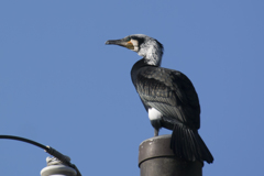 野鳥撮り納め