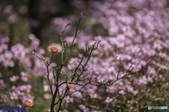 お写ん歩 お写ん歩