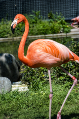 上の動物園～浅草～スカイツリー　弾丸ツアー　V3縛りｗ