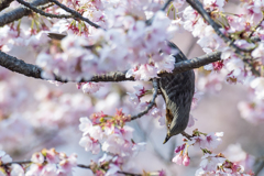 桜ヒヨ