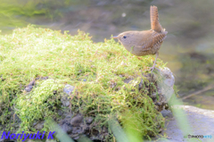 アッサリソフトハイキーｗ