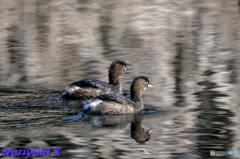 オシドリちゃうけどｗｗ