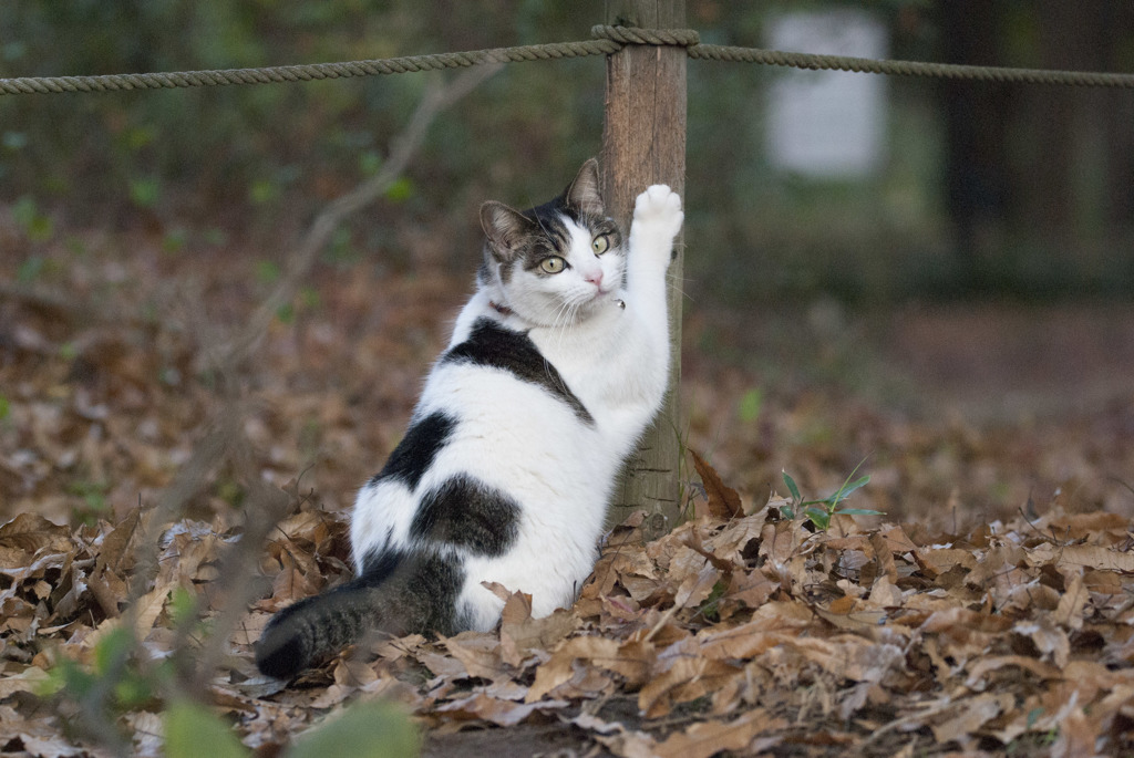 お写ん歩
