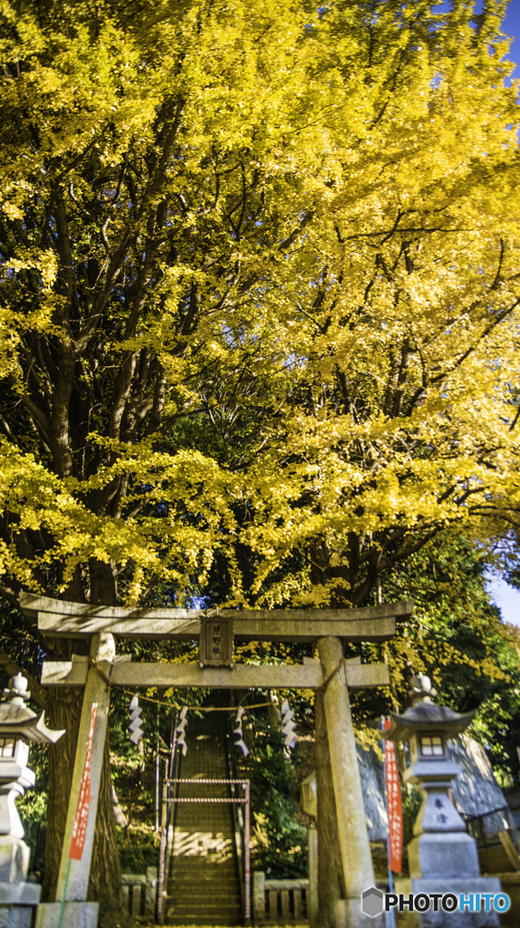 銀杏と神社