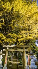銀杏と神社