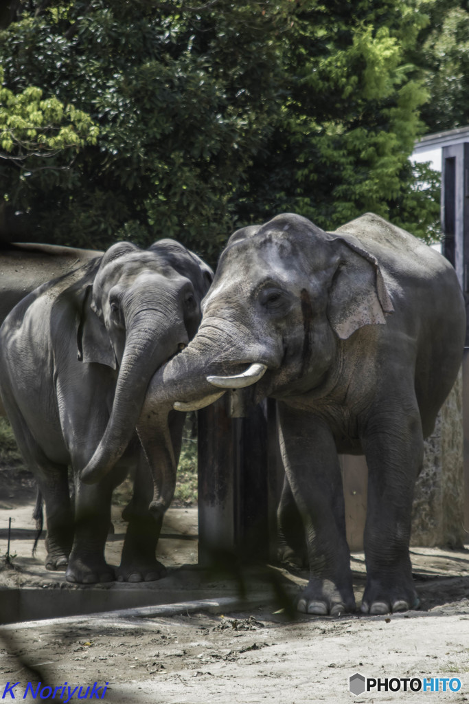 横浜動物園ズーラシア