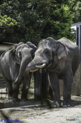 横浜動物園ズーラシア
