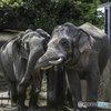 横浜動物園ズーラシア
