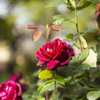 光陵公園　薔薇ガーデン