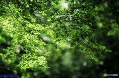 お写ん歩
