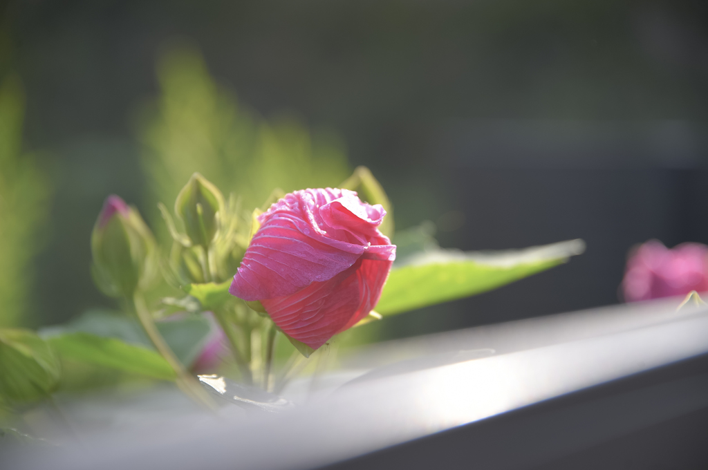 師匠とお写ん歩