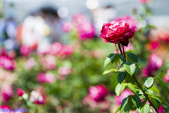 調布　深大寺薔薇園