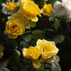光陵公園　薔薇ガーデン
