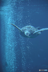 箱根園水族館