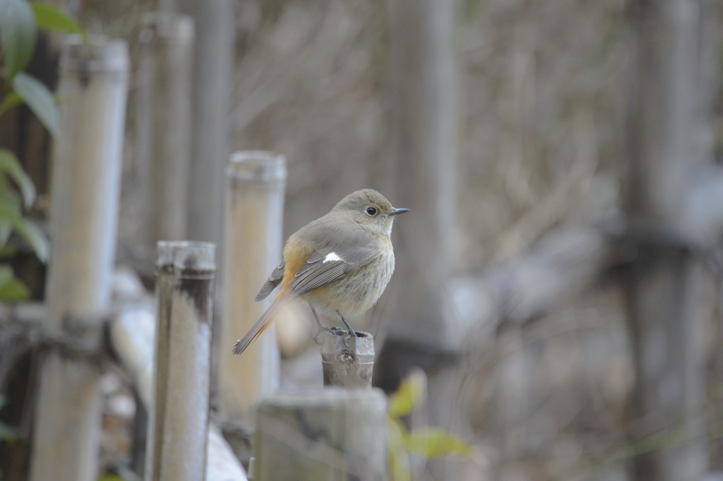 DSC_9367 (2)