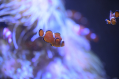 箱根園水族館