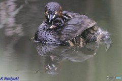 カイツブリの親子